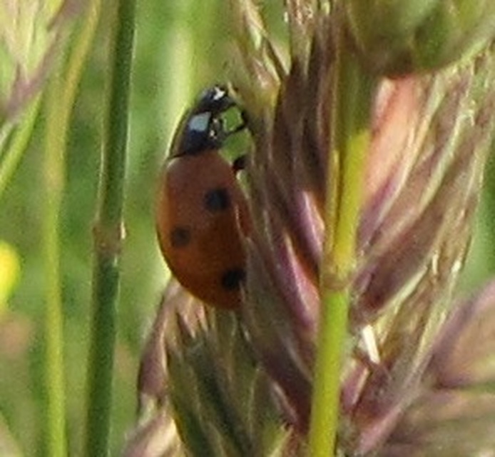 Coccinella septempunctata - hétpettyes katica