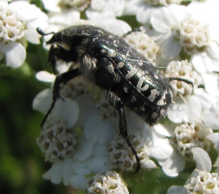 Oxythyrea funesta - sokpettyes virágbogár