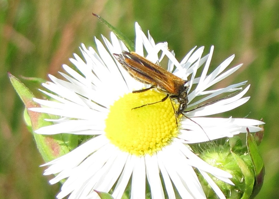 Oedemera femorata - sárgahátú álcincér