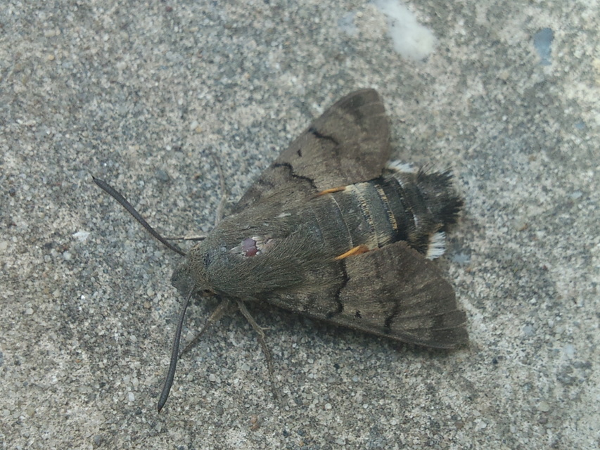 Macroglossum stellatarum - kacsafarkú szender