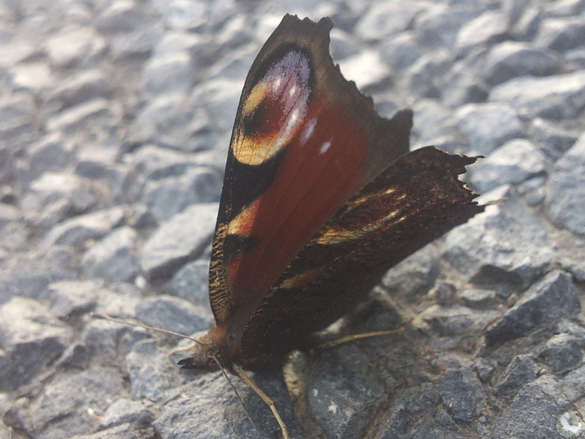 Nymphalis io - nappali pávaszem