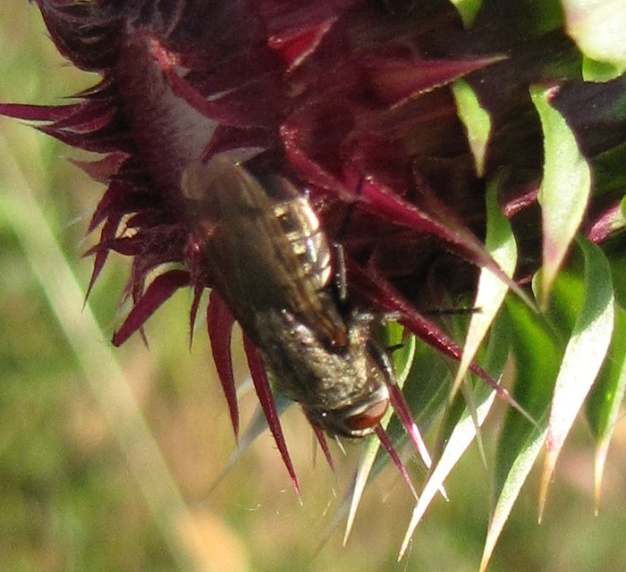 Pollenia