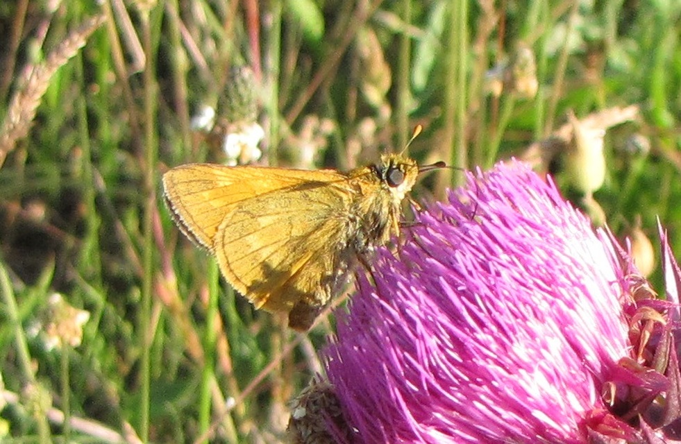 Ochlodes sylvanus - erdei busalepke