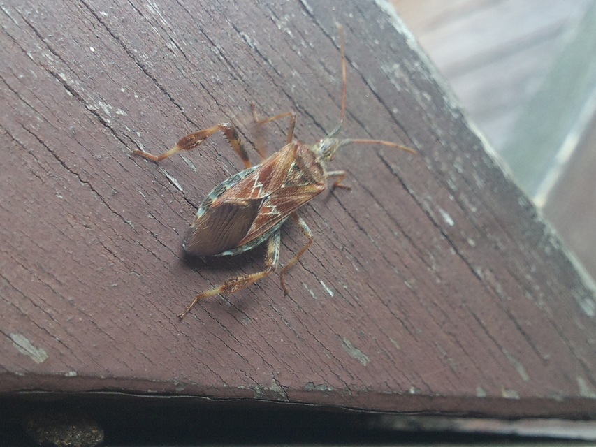 Leptoglossus occidentalis - nyugati levéllábú poloska Leptoglossus occidentalis - nyugati levéllábú poloska
