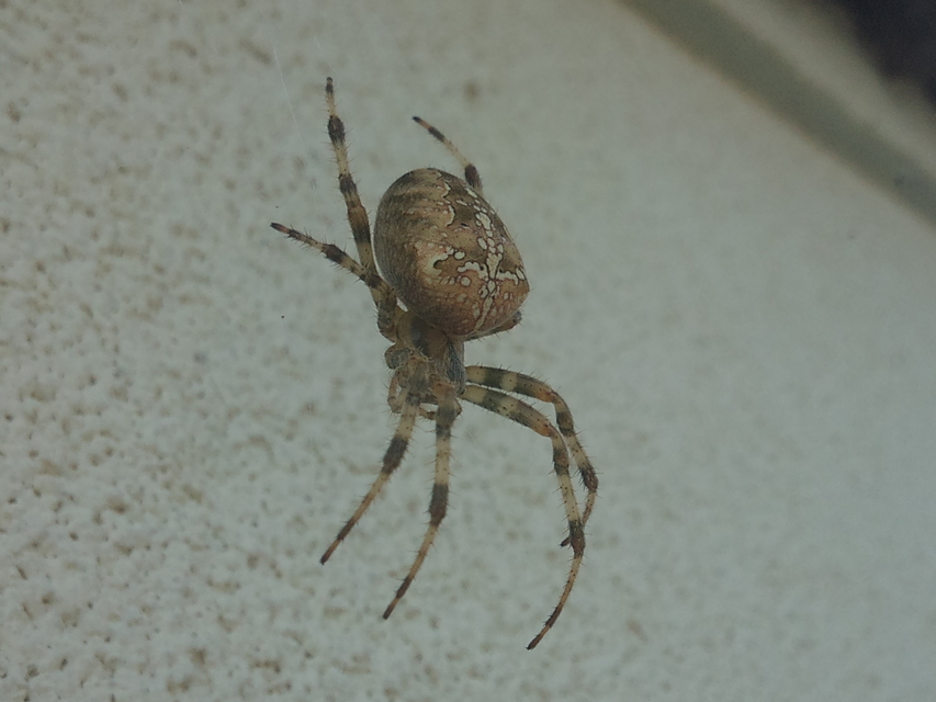 Araneus diadematus - koronás keresztespók