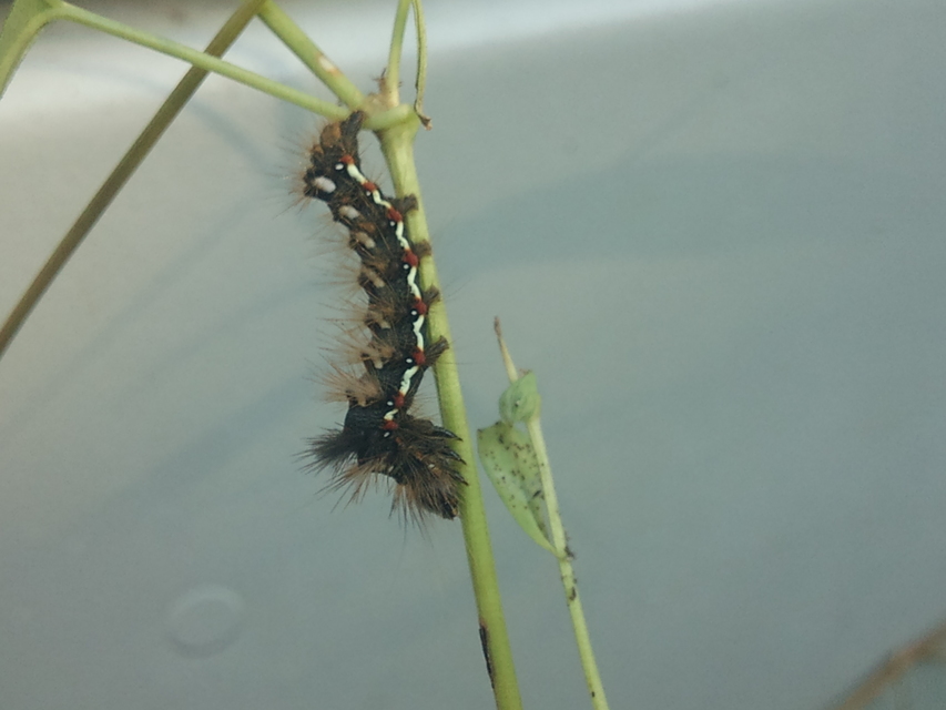 Acronicta rumicis - sóska-szigonyosbagoly