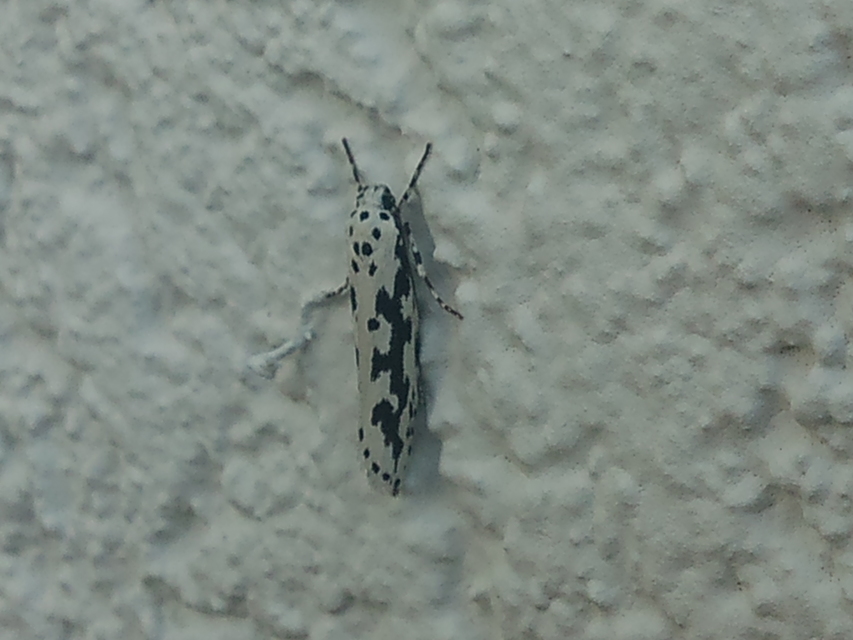 Ethmia
