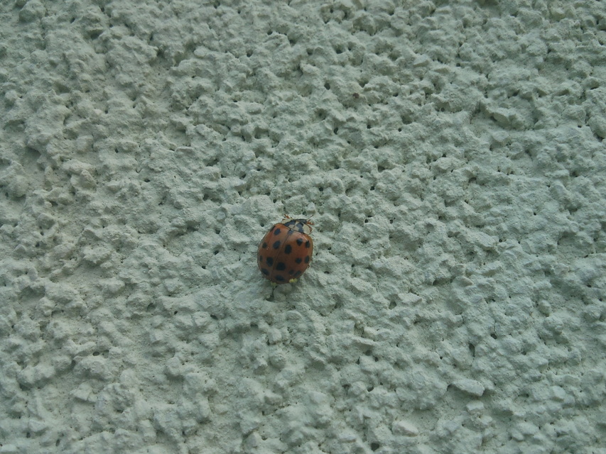 Harmonia axyridis - harlekinkatica