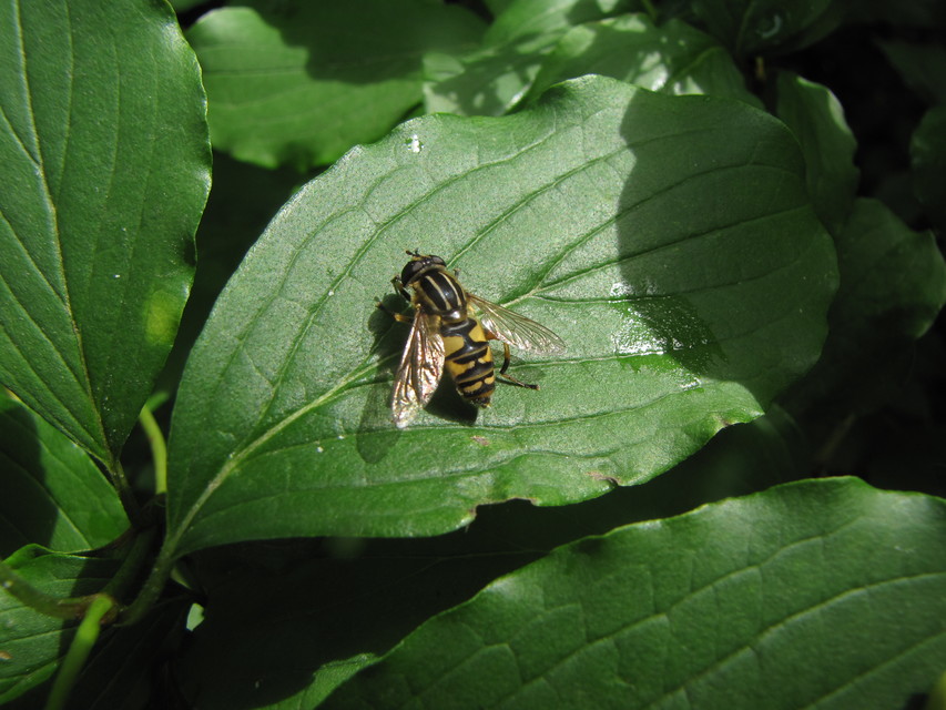 Helophilus pendulus - közönséges mocsárilégy