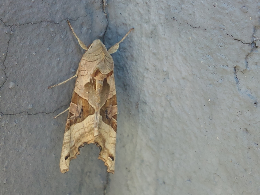 Phlogophora meticulosa - vándorló csipkésbagoly