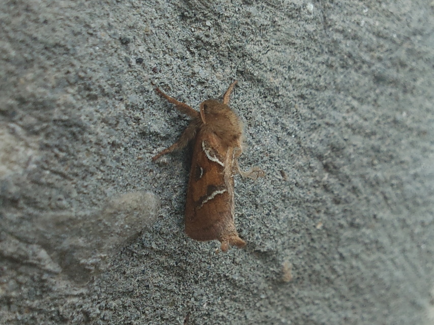 Triodia sylvina - kis gyökérrágólepke