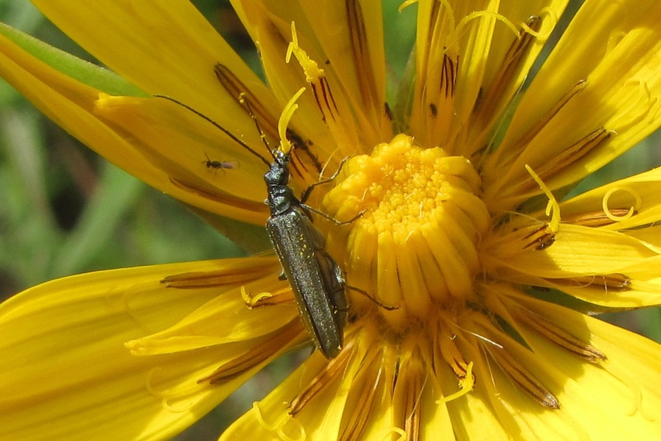 Oedemera