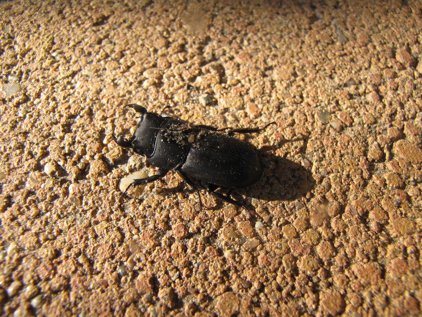 Dorcus parallelipipedus - kis szarvasbogár