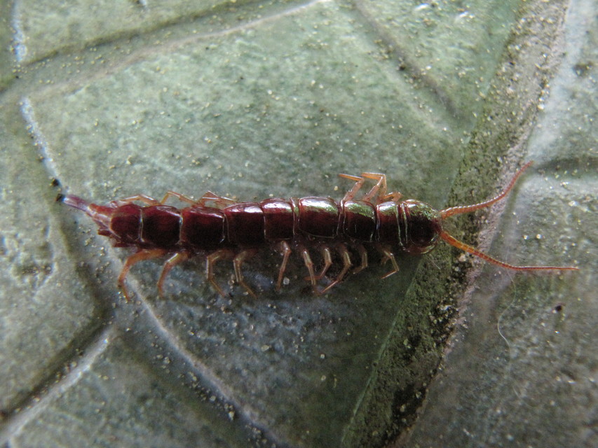 Lithobius