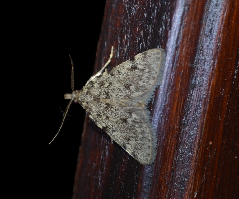 Aglossa pinguinalis - zsiradékmoly