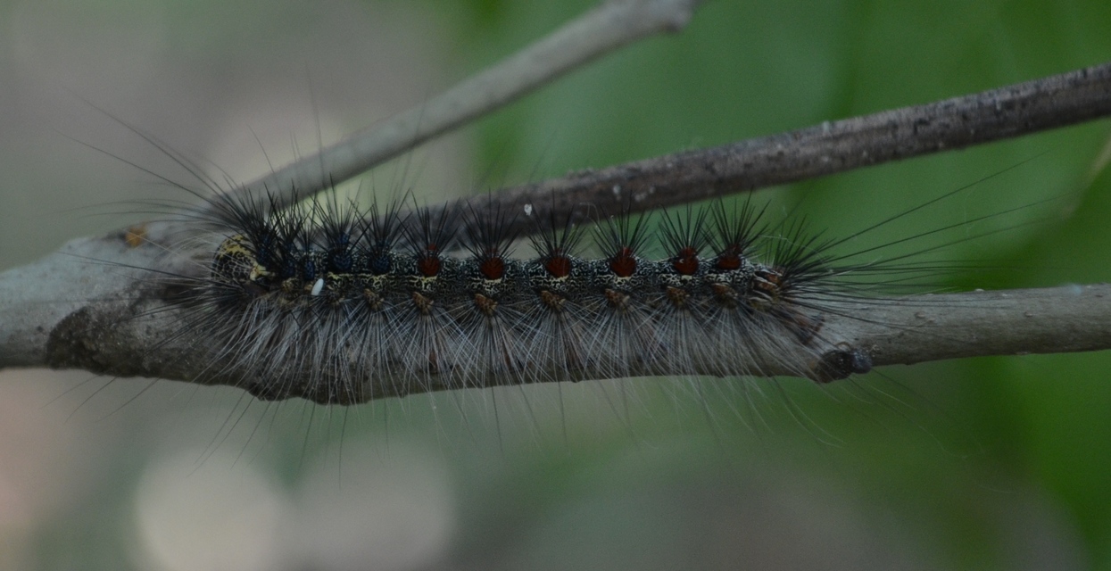 Lymantria dispar - gyapjaslepke