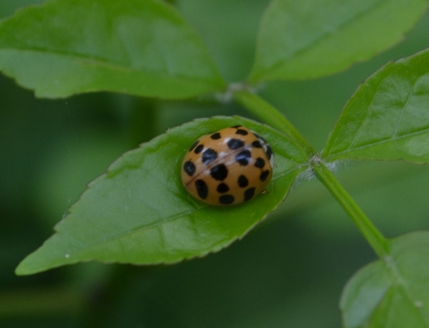 Harmonia axyridis - harlekinkatica
