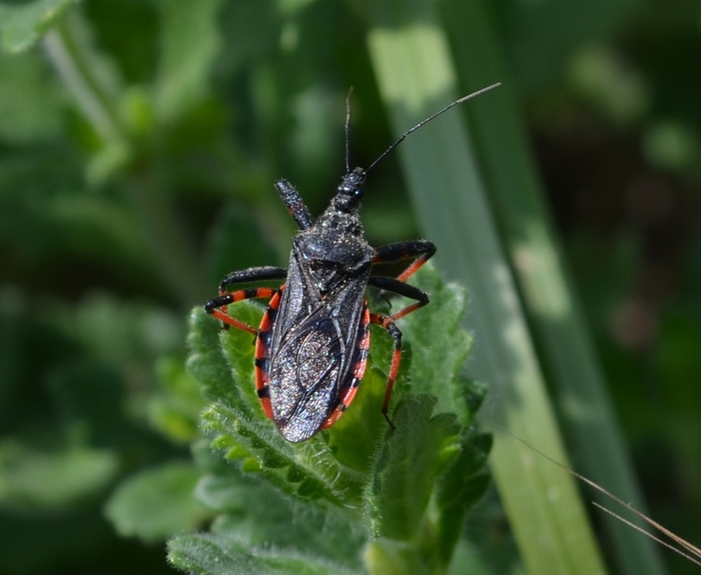 Rhynocoris annulatus - gyűrűslábú gyilkospoloska