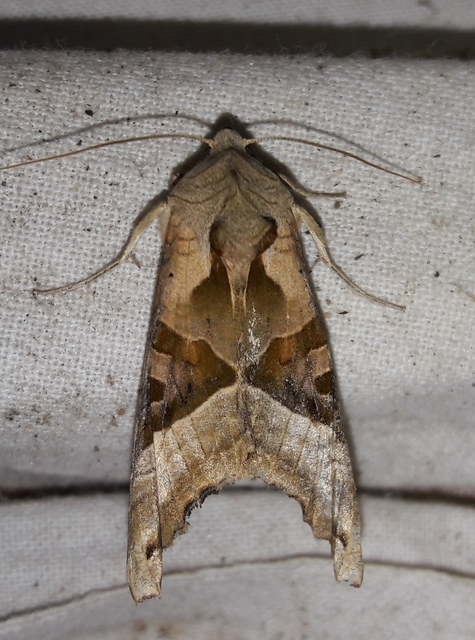 Phlogophora meticulosa - vándorló csipkésbagoly