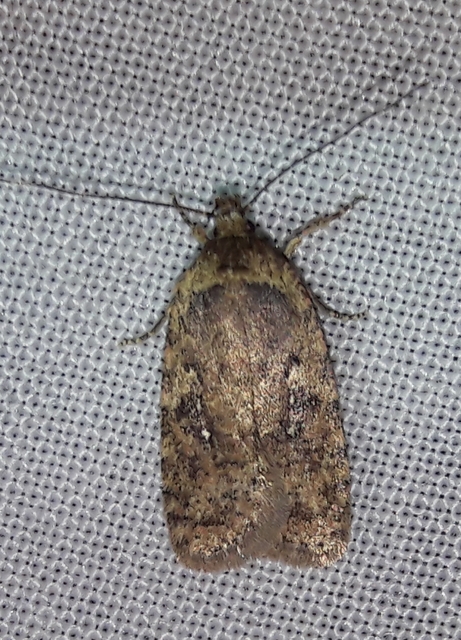 Agonopterix