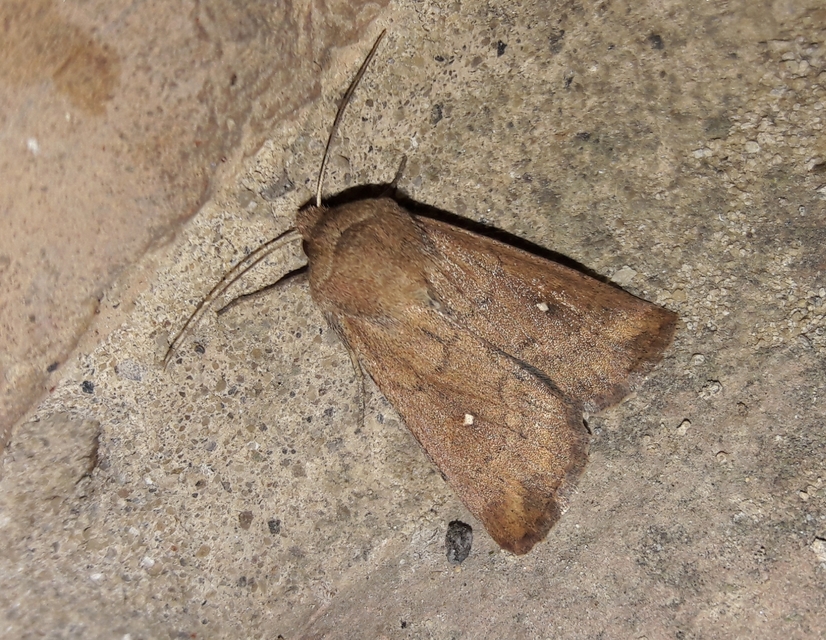 Mythimna albipuncta - fehérpettyes rétibagoly