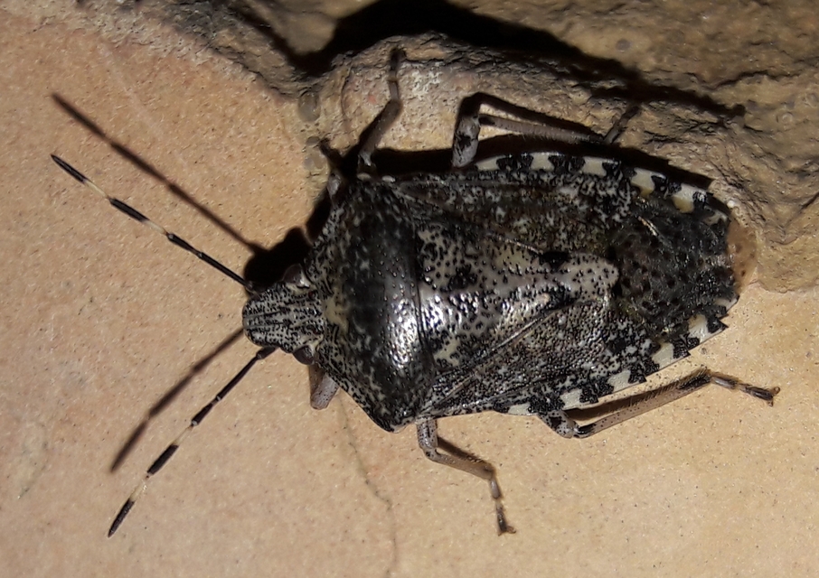 Rhaphigaster nebulosa - bencepoloska
