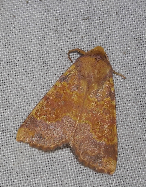Tiliacea aurago - aranyló sárgabagoly