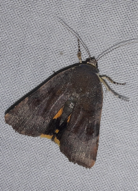 Noctua janthina - tarka sárgafűbagoly