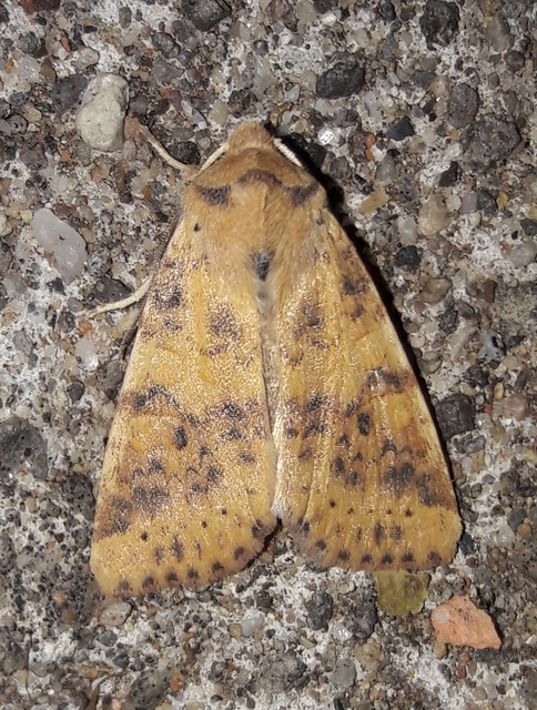 Cirrhia gilvago - foltos sárgabagoly