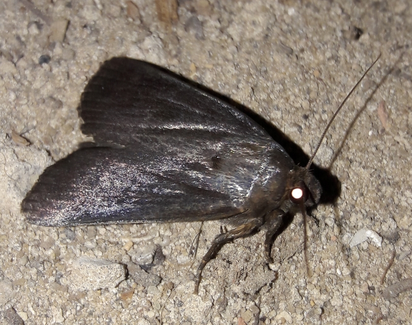 Amphipyra livida - zsírfényű bagoly