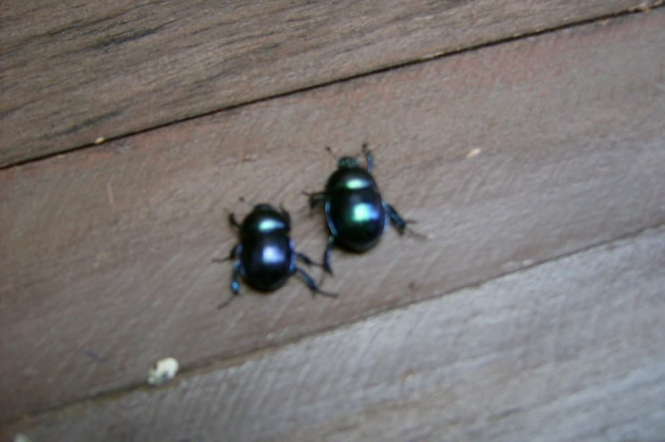 Trypocopris vernalis - tavaszi álganéjtúró