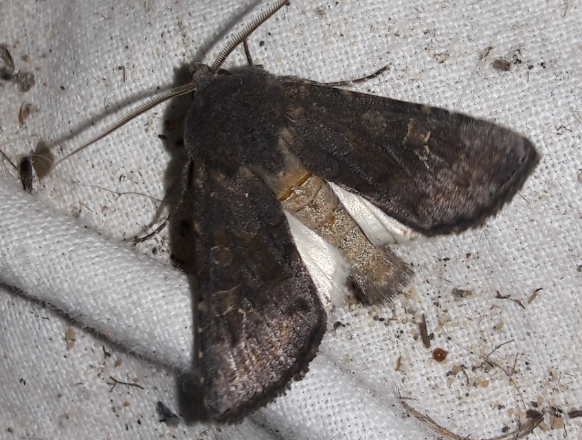 Aporophyla lutulenta - sziki őszibagoly