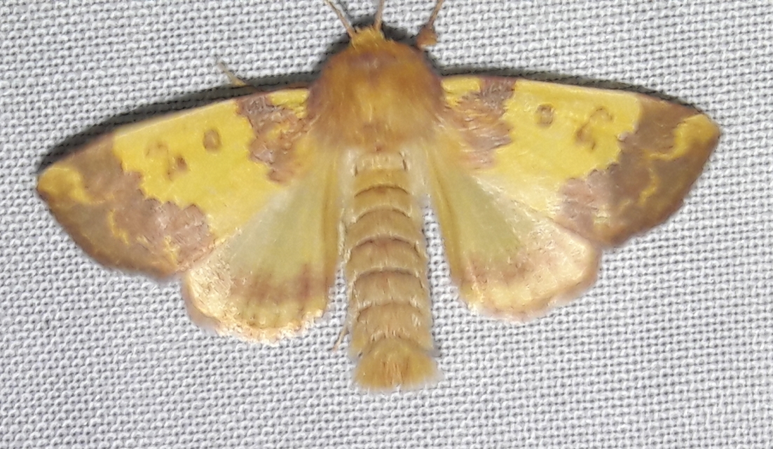 Tiliacea aurago - aranyló sárgabagoly