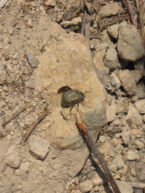 Cetonia aurata - aranyos virágbogár