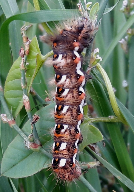 Acronicta rumicis - sóska-szigonyosbagoly