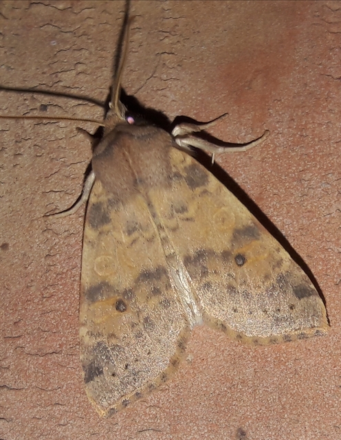 Cirrhia ocellaris - fakó sárgabagoly