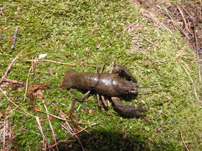 Astacus astacus - folyami rák