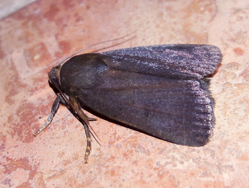 Amphipyra livida - zsírfényű bagoly