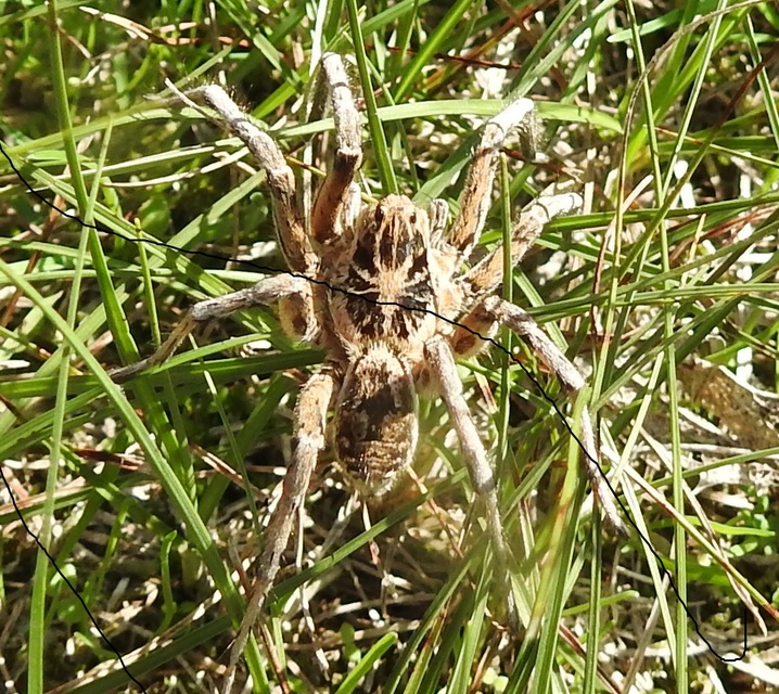 Geolycosa vultuosa - pokoli cselőpók
