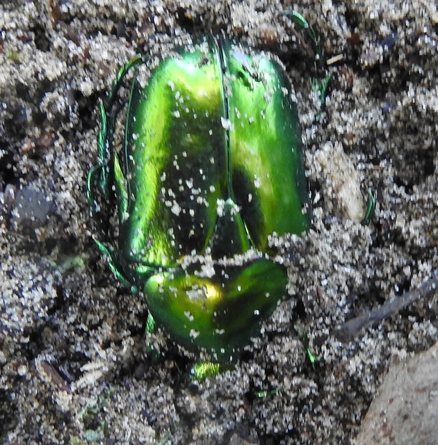 Protaetia speciosissima - pompás virágbogár