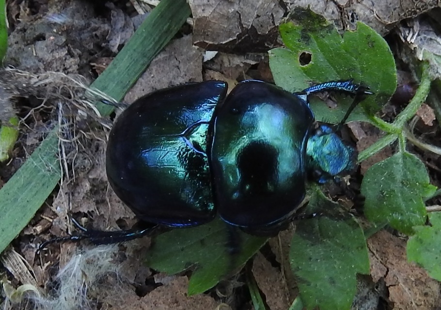 Trypocopris vernalis - tavaszi álganéjtúró