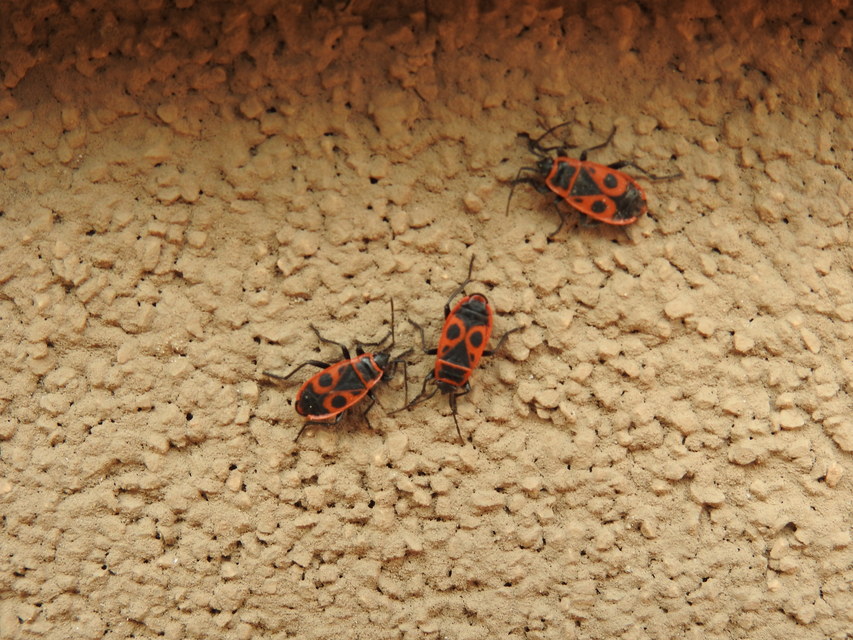 Pyrrhocoris apterus - verőköltő poloska