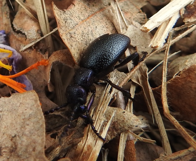 Meloe proscarabaeus - közönséges nünüke