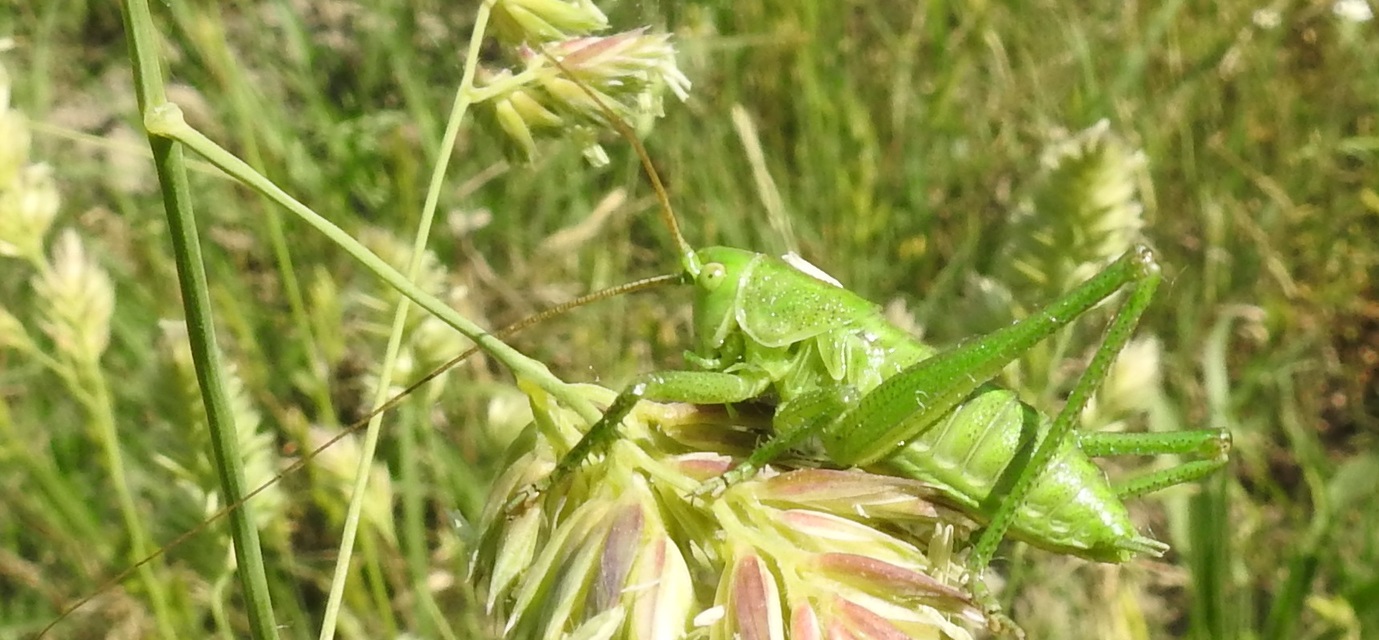 Tettigonia viridissima - zöld lombszöcske