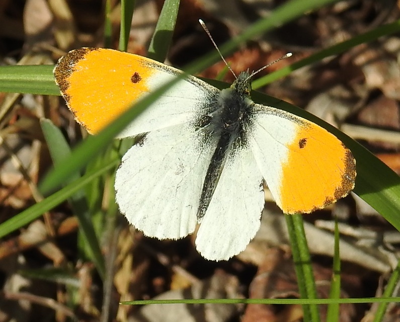 Anthocharis cardamines - hajnalpírlepke