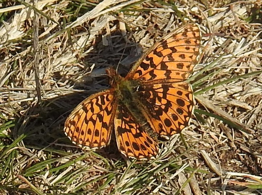 Boloria dia - kis gyöngyházlepke