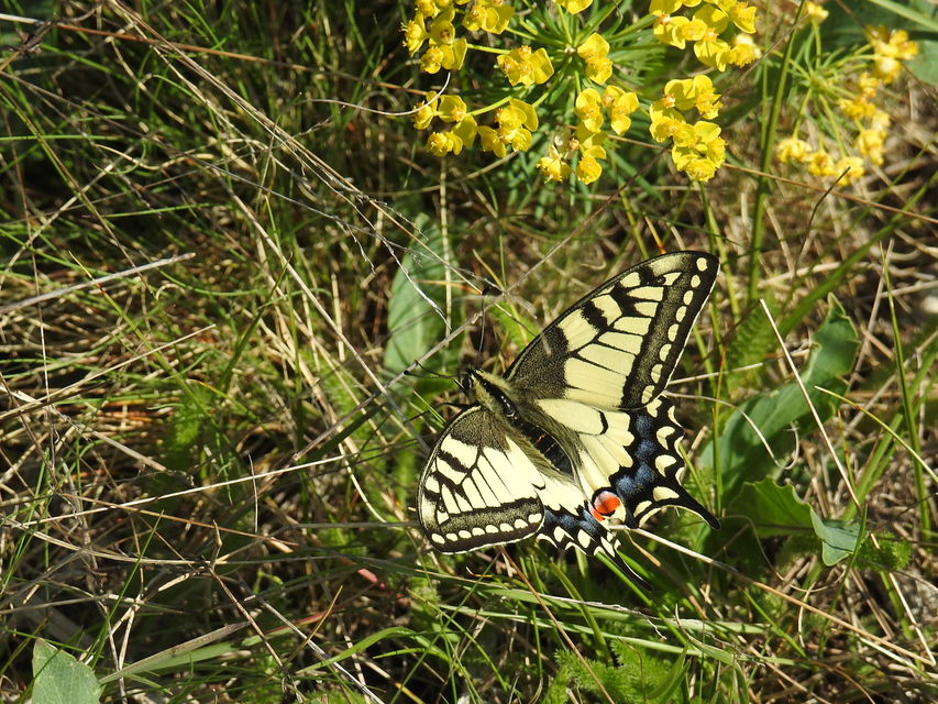 Papilio machaon - fecskefarkú lepke