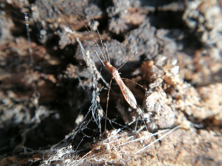 Metacanthus