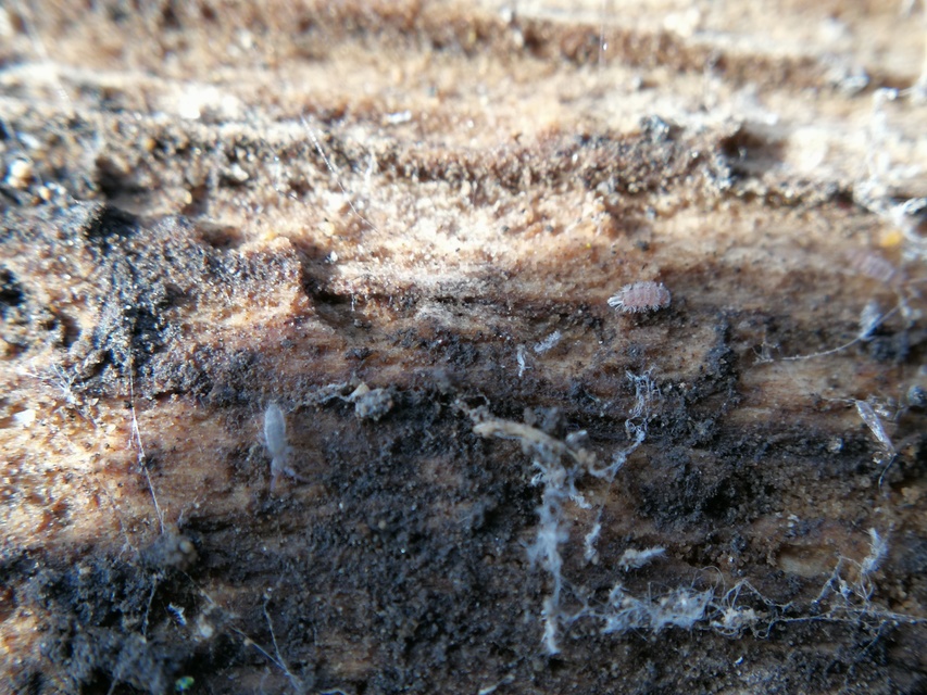 Polyxenus lagurus