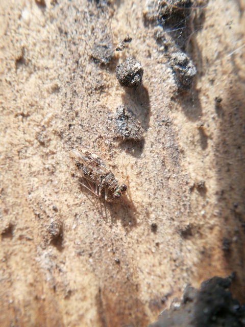 Leptopus marmoratus - kövipoloska